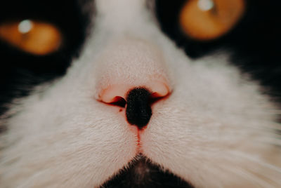 Close-up of a cat