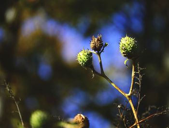 Close-up of flower growing on tree