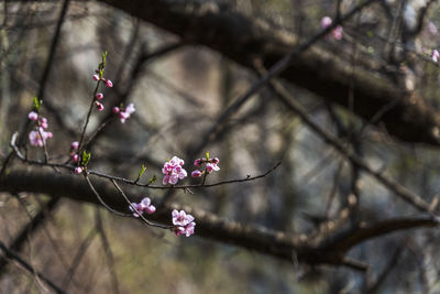 Close-up of pink cherry blossoms in spring