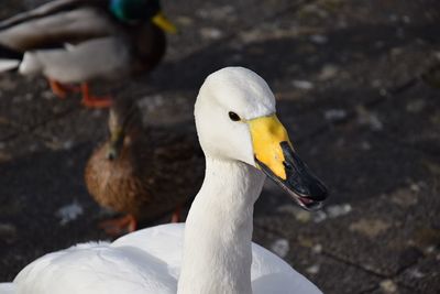 Close-up of a swan 