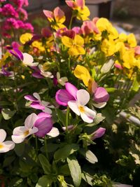 Close-up of pink flowering plants