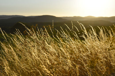 Scenic view of field against sky during sunset