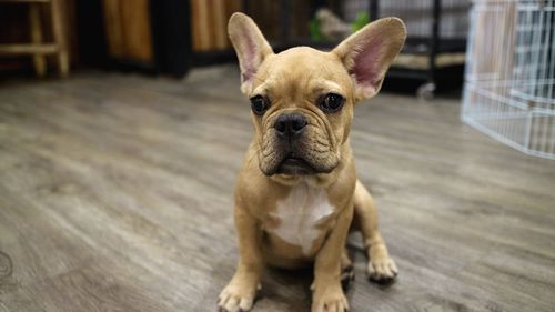 Portrait of dog on hardwood floor