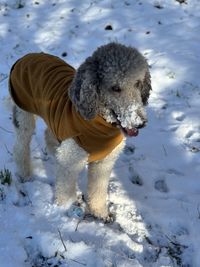 Close-up of dog