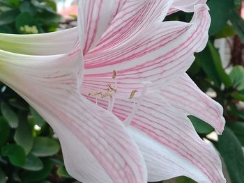 Close-up of pink lily in bloom