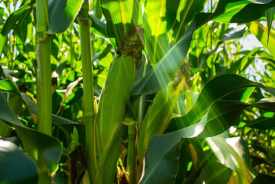 Close-up of fresh green plant