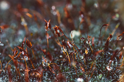 Close-up of wilted plant on field during winter