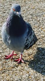 Close-up of birds