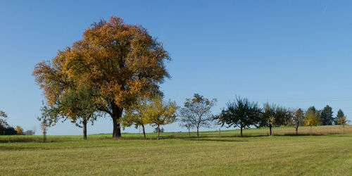 Trees on field against clear blue sky