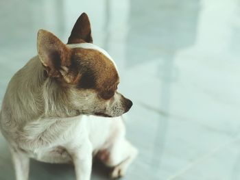 High angle view of a dog looking away