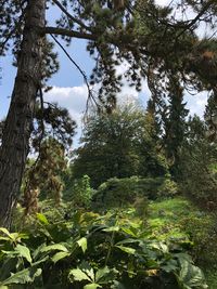 Trees growing in forest against sky