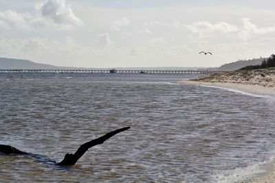 Birds flying over sea