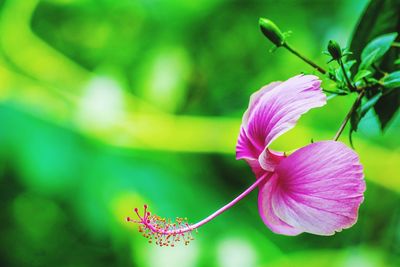 Close-up of pink flower