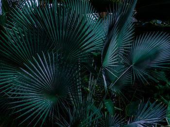 Full frame shot of palm tree