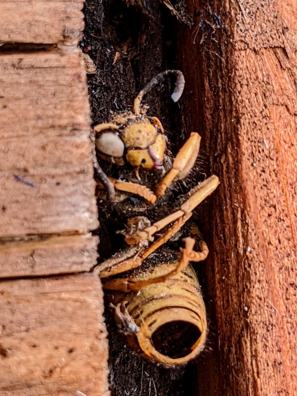 wood, no people, temple, day, close-up, wall - building feature, outdoors, nature, macro photography, architecture, built structure, old, insect, textured, wall