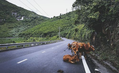 Cows on hai van pass by mountains
