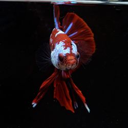 Close-up of fish swimming in sea