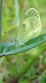 Close-up of dragonfly on leaf