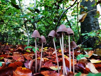 Close-up of mushrooms growing on field