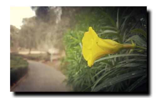 Close-up of yellow flower