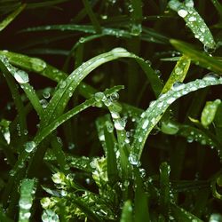 Close-up of wet plant