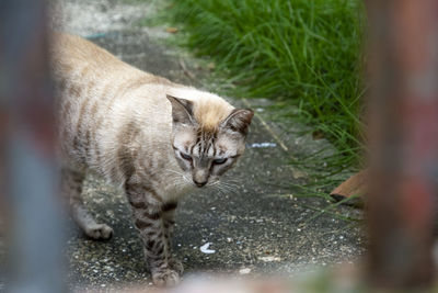 Close-up of cat