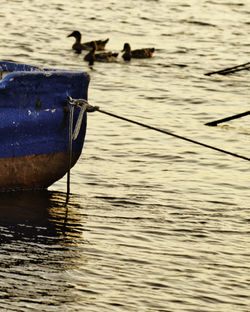 Ducks in sea at sunset 