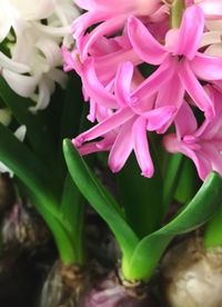 Close-up of pink flowers blooming outdoors