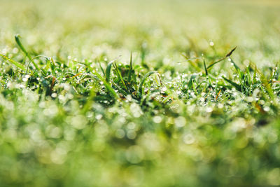 Close-up of wet plants