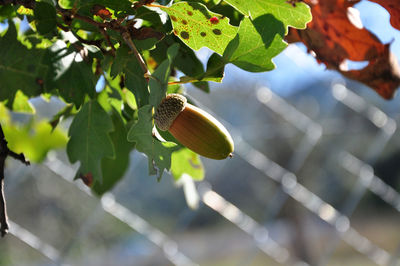 Close-up of green leaf on tree