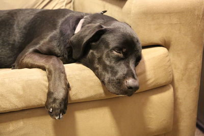 Black dog sleeping on couch