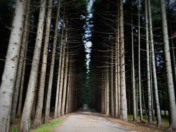 Road passing through forest