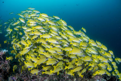 View of fish swimming in sea