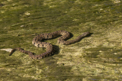 High angle view of crocodile in the sea