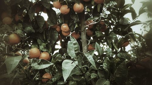 Close-up of fruits on tree