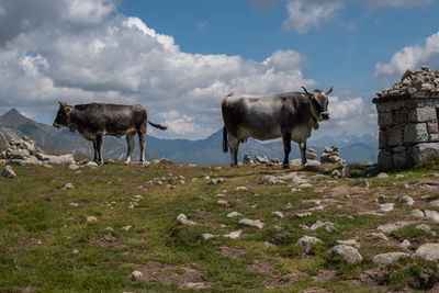 Horses on a field