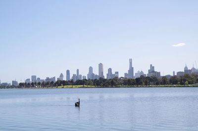 Black swan swimming on lake against sky in city