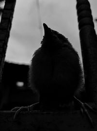 Rear view of cat sitting