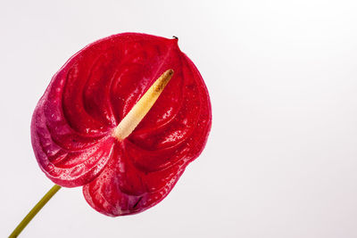 Close-up of strawberry over white background