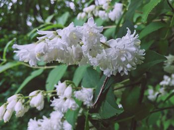 Close-up of white flowers blooming outdoors