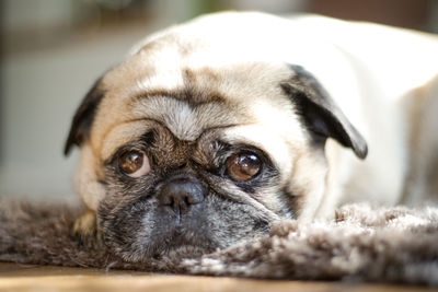 Squinting dog. close up from funny pug dog. 