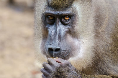 Portrait of monkey