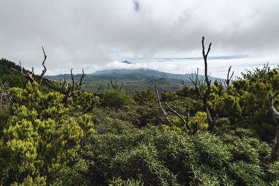 Plants growing on land against sky