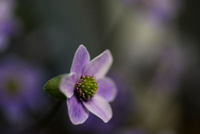 Close-up of purple flower