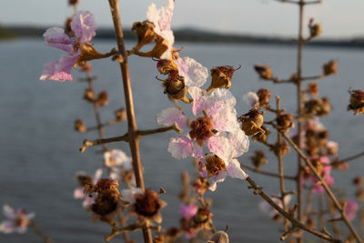 Close-up of pink cherry blossoms