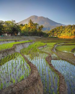 Rice terraces, bantaragung, majalengka