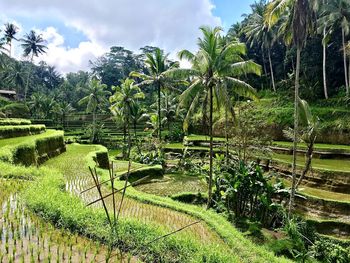 Scenic view of palm trees on landscape against sky