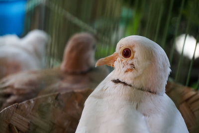 A white dove