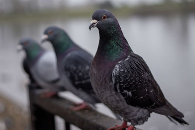 Close-up of pigeons perching on railing