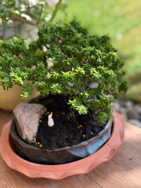 High angle view of potted plant on table